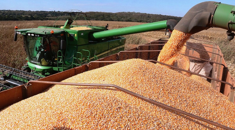 Mesmo com alguns problemas climáticos, produção de grãos será maior (Foto: GovMS)