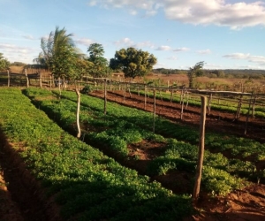 Programa visa aumentar em 50% vendas de hortaliças em três municípios do Piauí